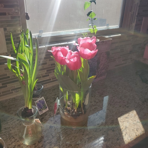 Meet your Posher, Joellen - Picture 1 of 2